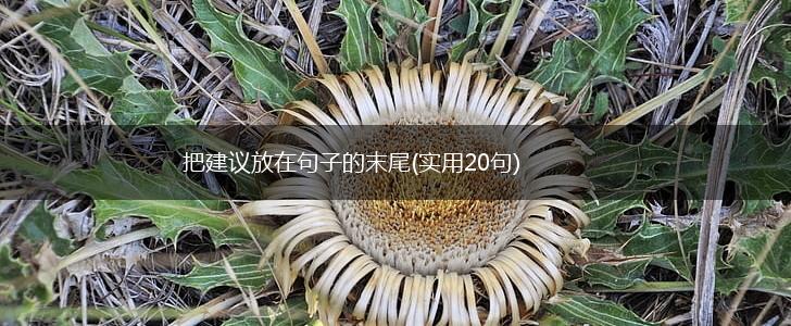 把建议放在句子的末尾(实用20句),第1张