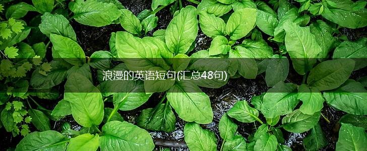 浪漫的英语短句(汇总48句),第1张